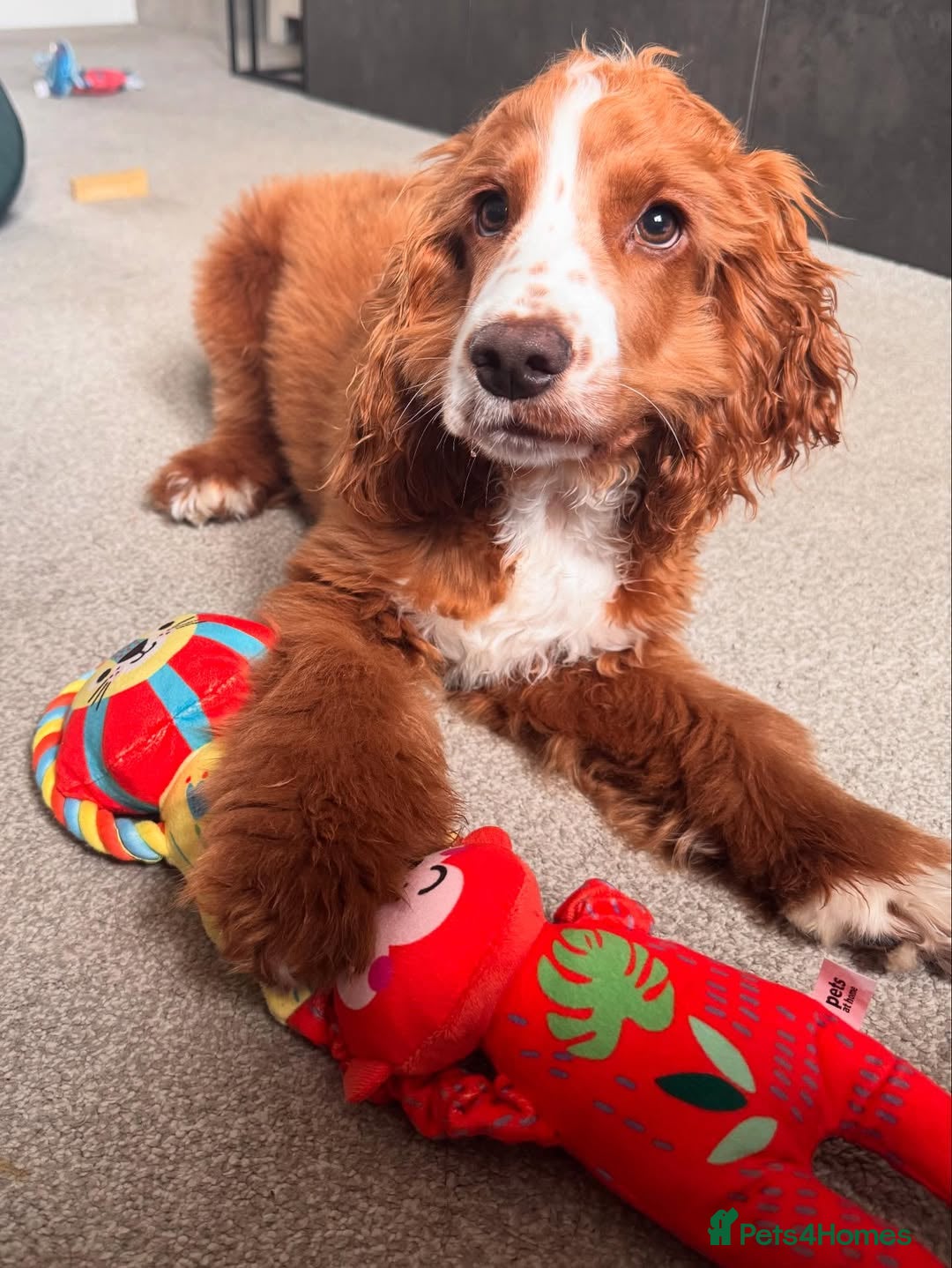Cockapoo dogs for sale: Beautiful Puppy Pixie Looking for a Loving Home - Advert 4