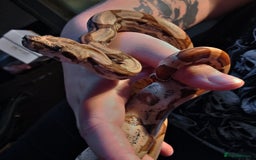 Snake reptiles for sale: Female hypo arabesque boa - Image 1