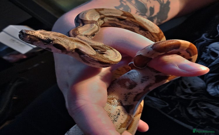 Snake reptiles - Advert 1