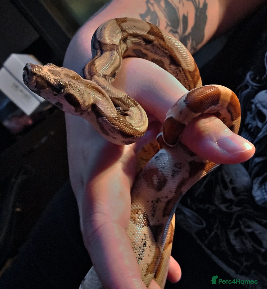 Snake reptiles for sale: Female hypo arabesque boa - Image 1
