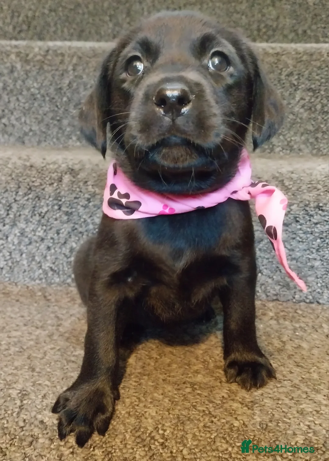 Labrador Retriever dogs for sale: 1 KC Registered Labrador left -READY TO LEAVE - Advert 2