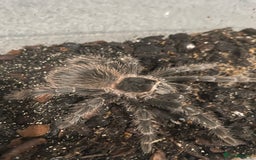 Tarantulas invertebrates for sale: Pink salmon tarantulas  - Advert 7