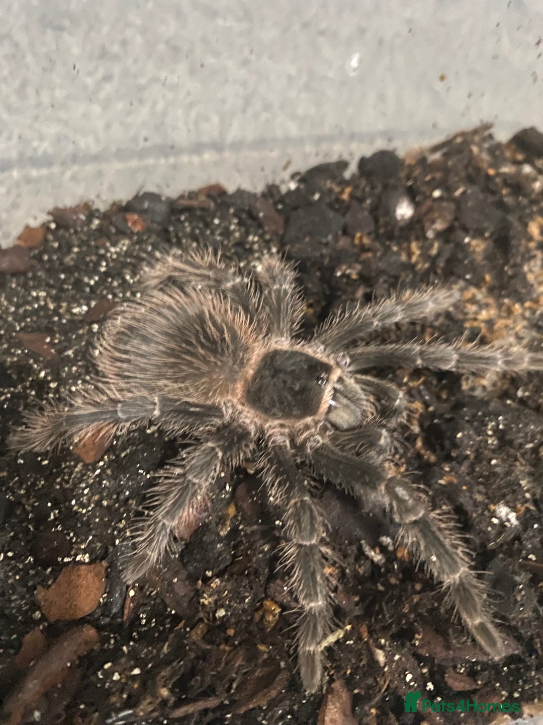 Tarantulas invertebrates for sale: Pink salmon tarantulas  - Advert 7