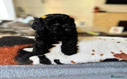 Cockapoo dogs for sale: Cockapoo puppy  - Image 3