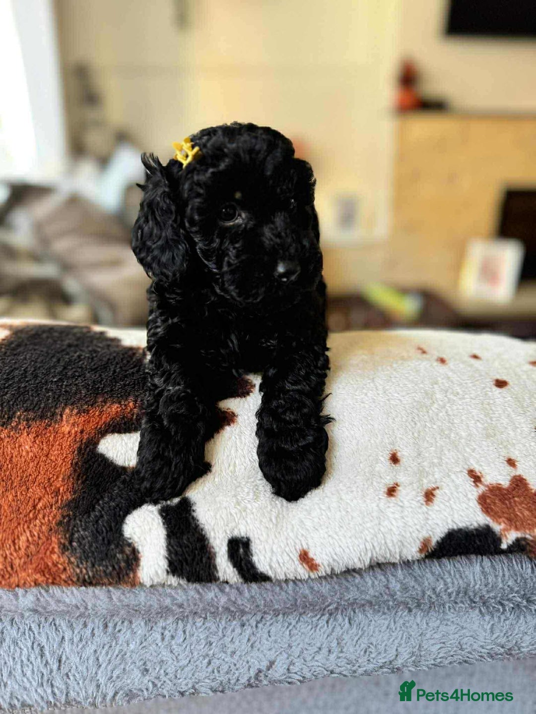 Cockapoo dogs for sale: Cockapoo puppy  - Image 3