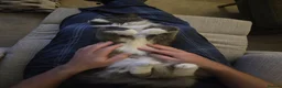 Mixed Breed cats for sale: Ragdoll maine coon mix  - Advert 5