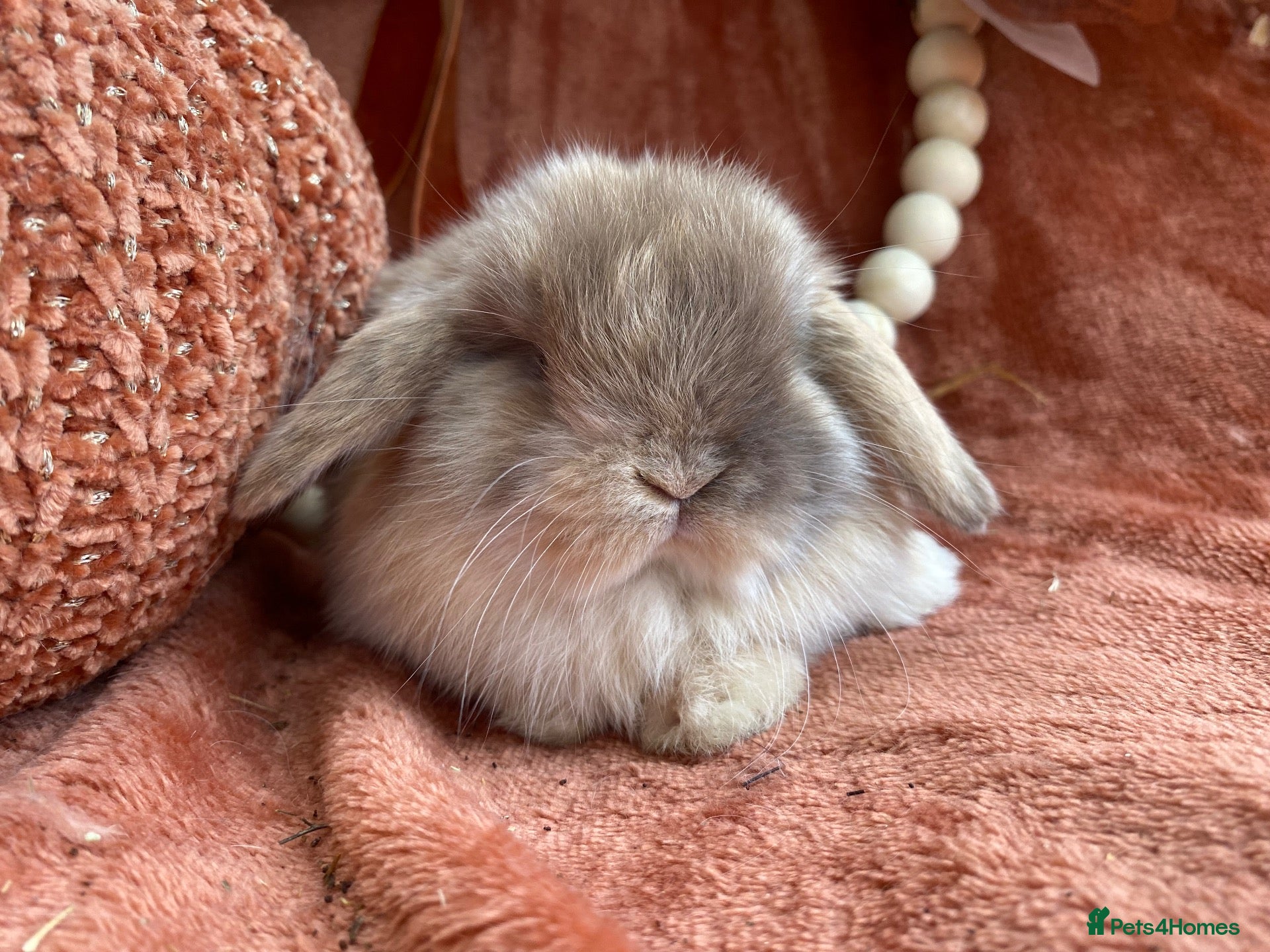 Mini Lop rabbits Mini lops - Advert 1