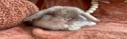 Mini Lop rabbits for sale: Mini lops - Advert 1