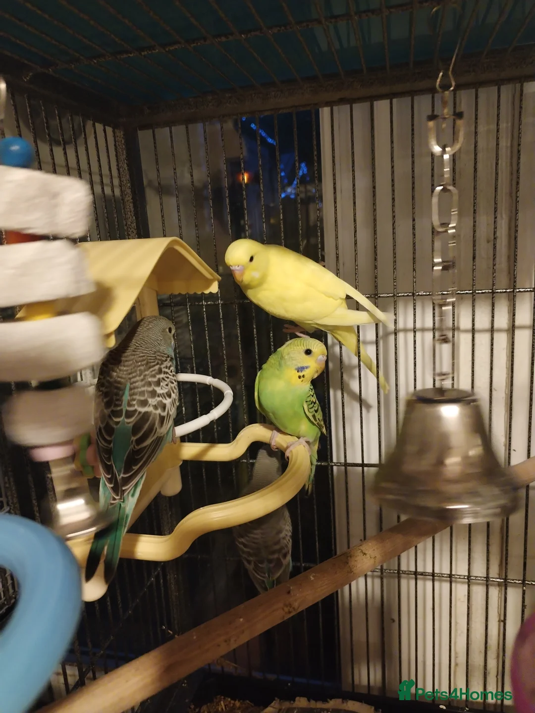 Budgerigars birds for sale: Beautiful baby budgies  - Advert 1
