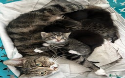 Mixed Breed cats for sale: Beautiful kittens 4 weeks old - Image 2