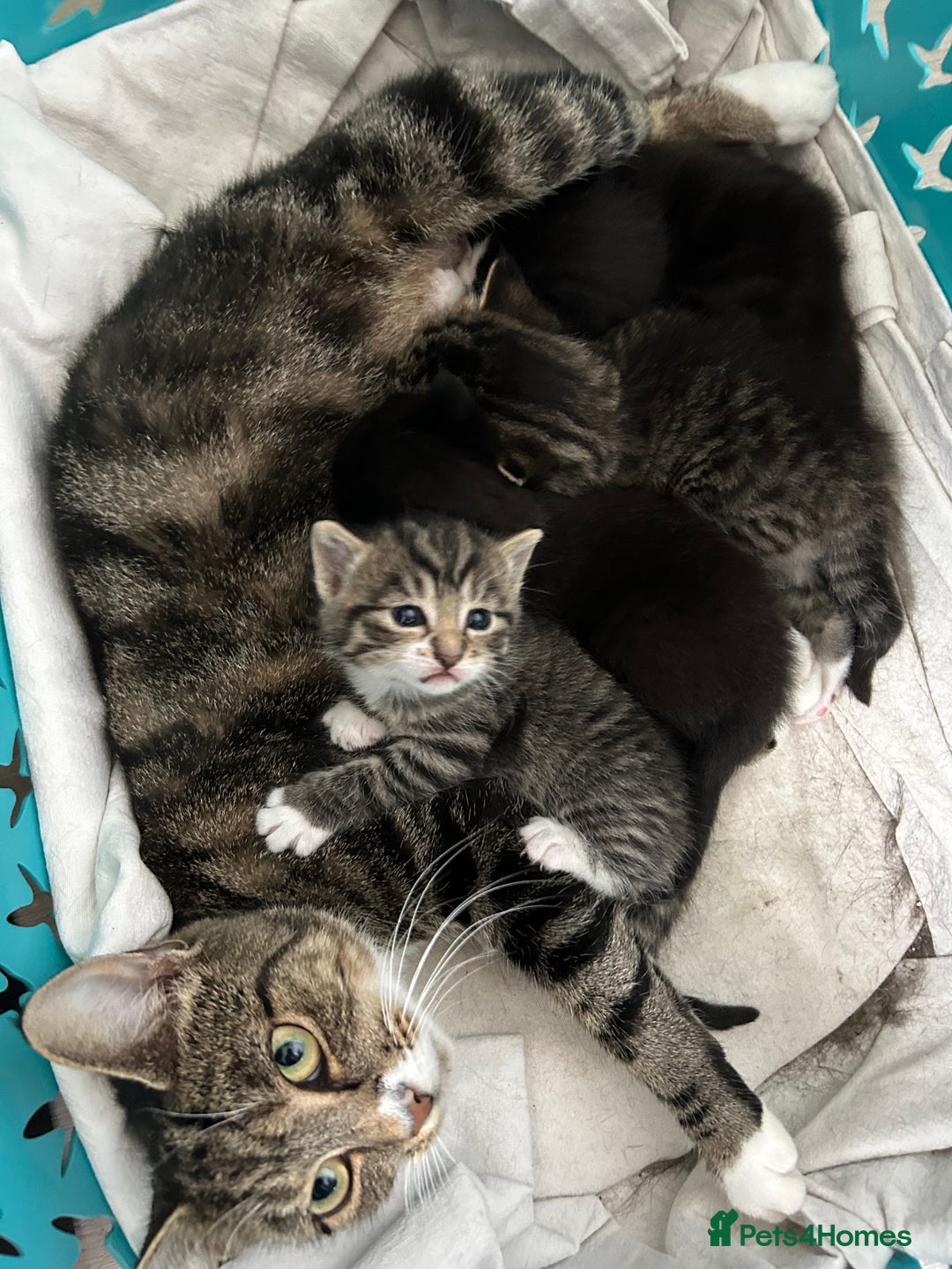 Mixed Breed cats for sale: Beautiful kittens 4 weeks old - Image 2