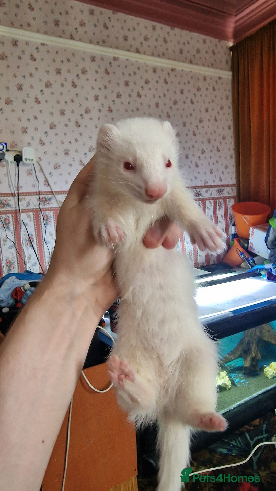 Ferret rodents for sale: 3 mixed EU Polecat Jills for sale - Image 7