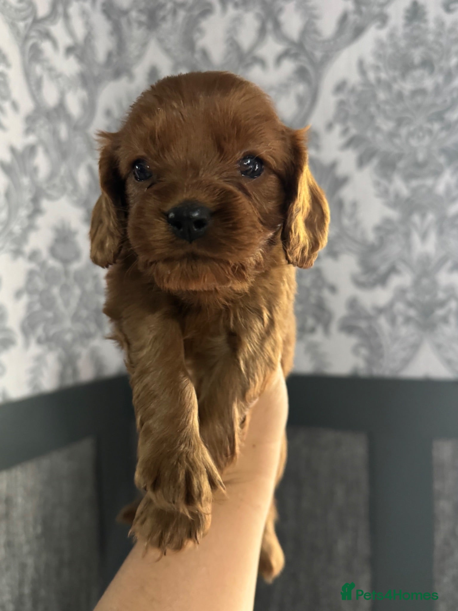Cavapoo dogs Stunning cavapoo puppies. Viewing welcomed   - Advert 10