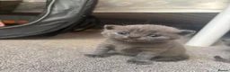 British Shorthair cats for sale: Beautiful full British short haired blue kittens  - Advert 6