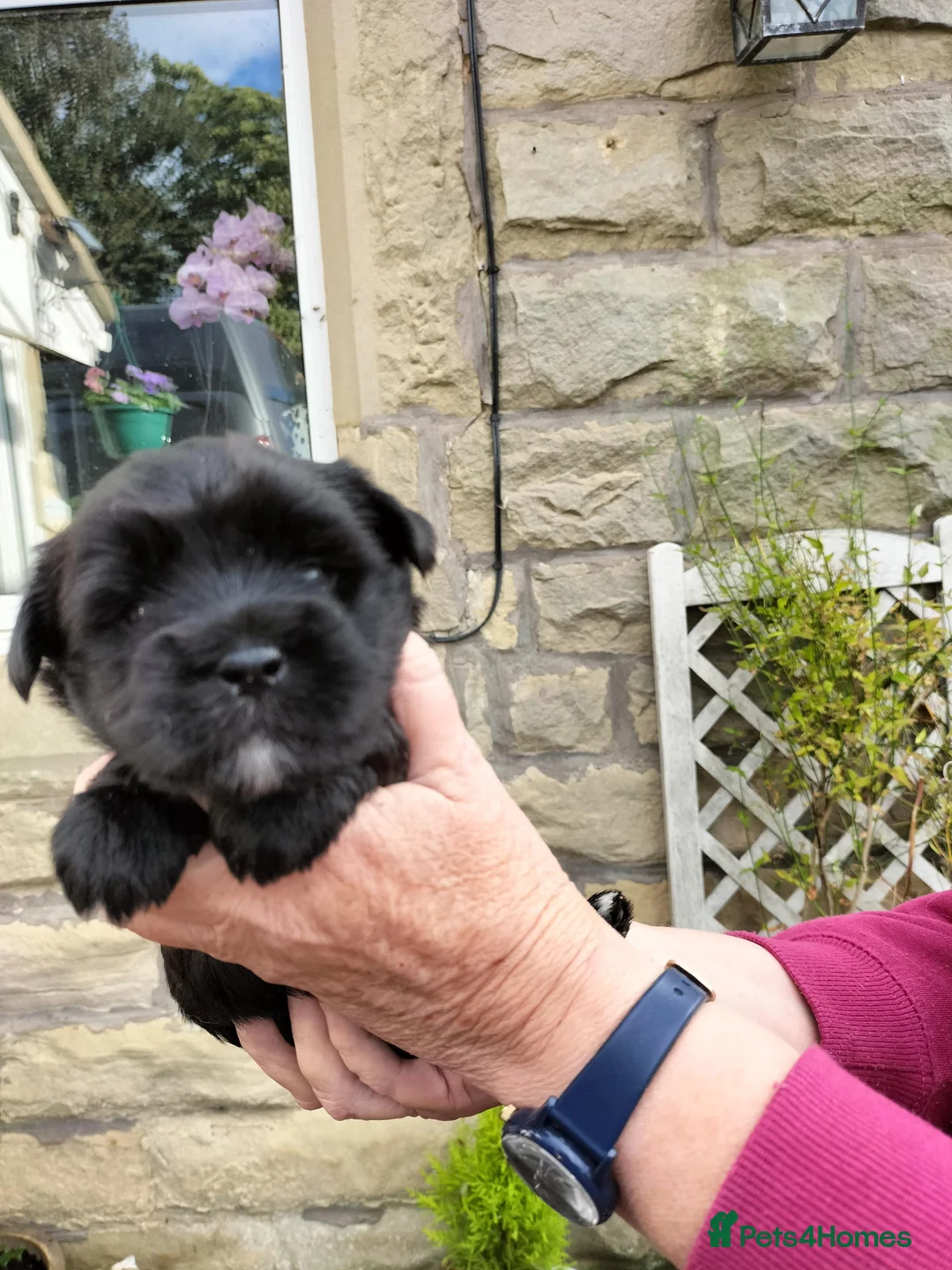 Tibetan Terrier dogs for sale: Tibetan Terrier Puppies in Morpeth - Advert 2