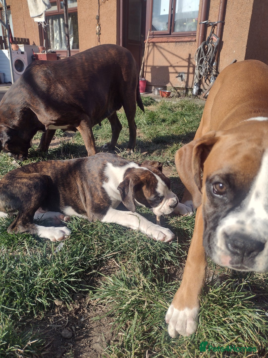 Boxer dogs for sale: Boxer broders  - Image 5