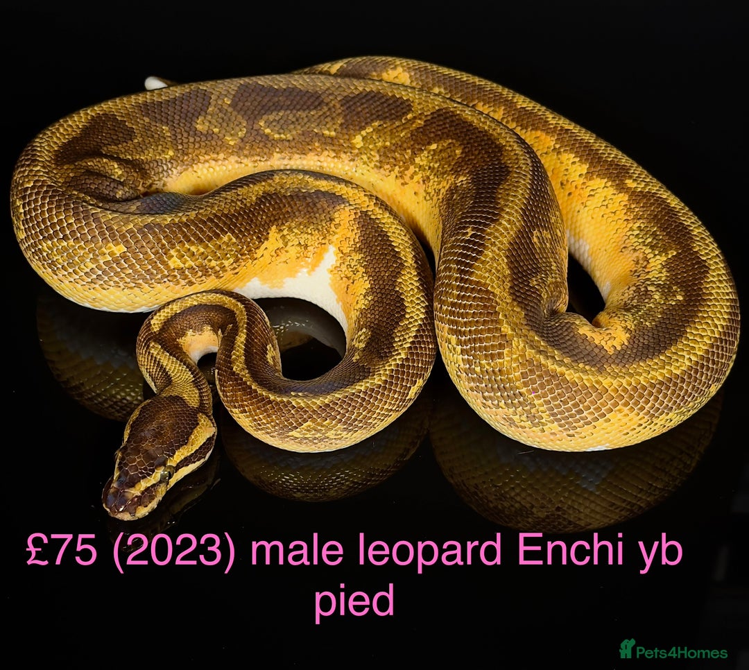 Python Snake reptiles for sale: Various royals for sale. (Reduced)  - Advert 2