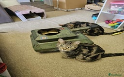 Bengal cats for sale: Two beautiful marbled bengal sisters - Image 2