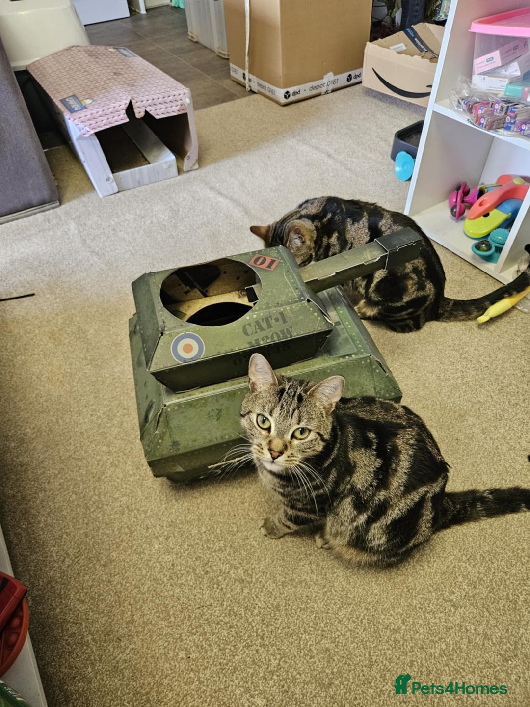 Bengal cats for sale: Two beautiful marbled bengal sisters - Image 2
