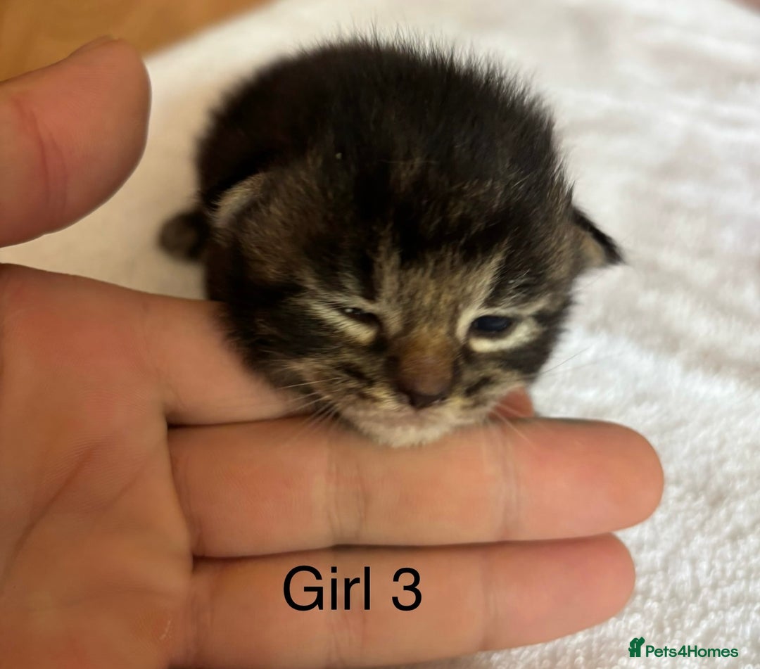 Domestic Shorthair cats for sale: 4 kittens for sale  - Image 7