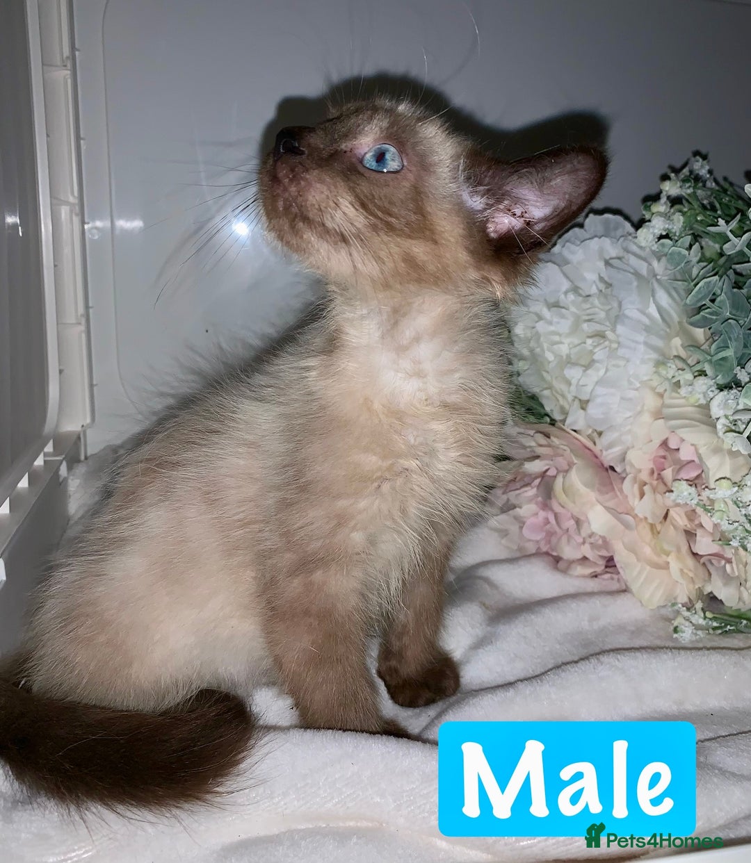 Mixed Breed cats for sale: Beautiful kittens Ready now Open to offers  in Chester - Image 17