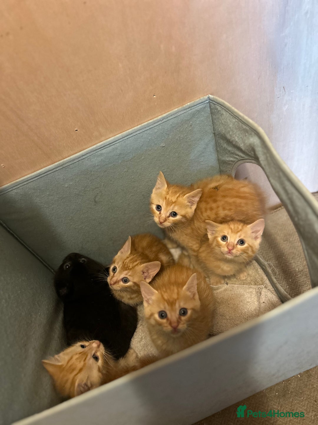 Domestic Shorthair cats for sale: Ginger kittens - Image 2