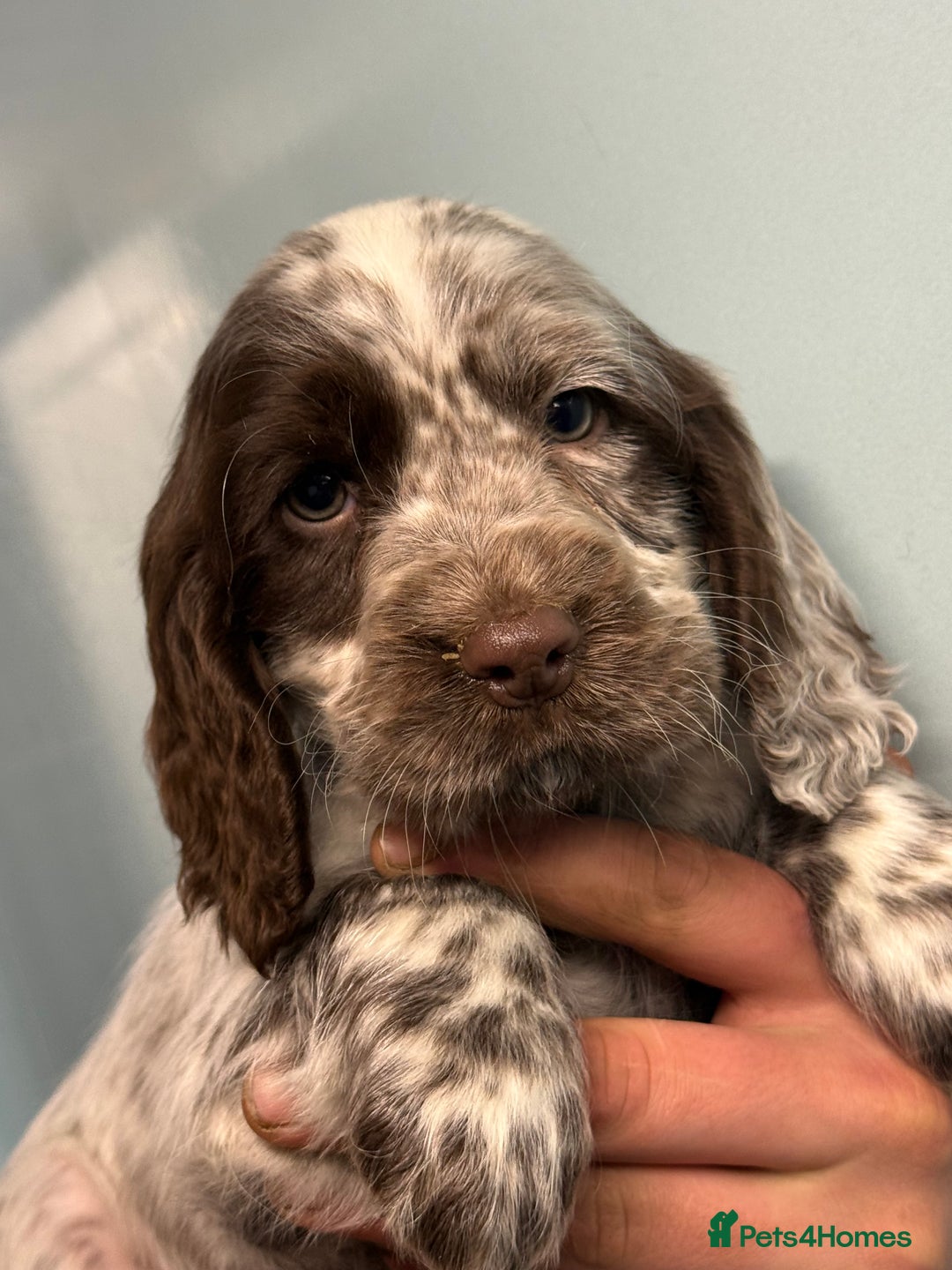 Cocker Spaniel dogs for sale: Ready Now Cocker Spaniel Male - Advert 5