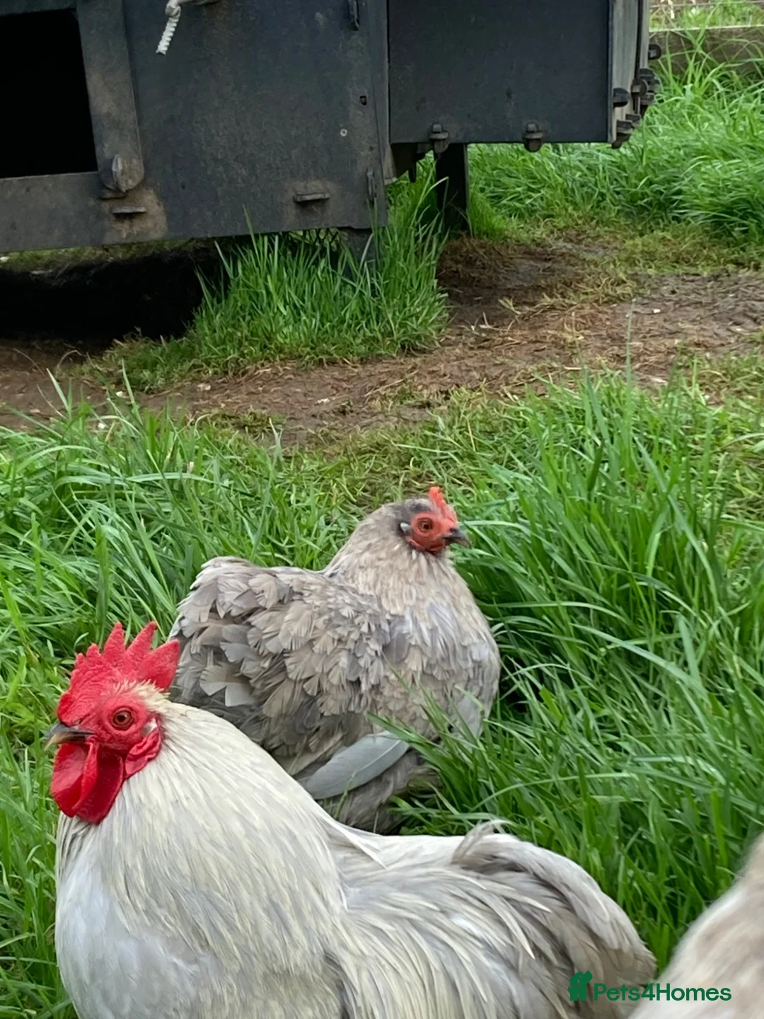 Chickens poultry for sale: Lavender Pekin hens - Advert 2