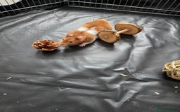 Hamster rodents for sale: Syrian male hamster - Image 1