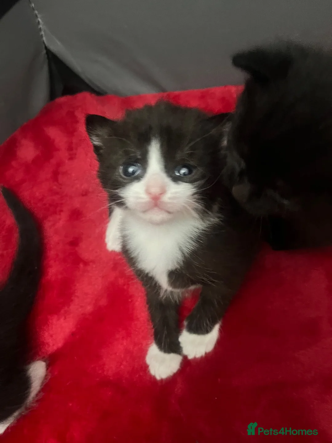 Mixed Breed cats for sale: Kittens looking for forever homes  - Advert 2