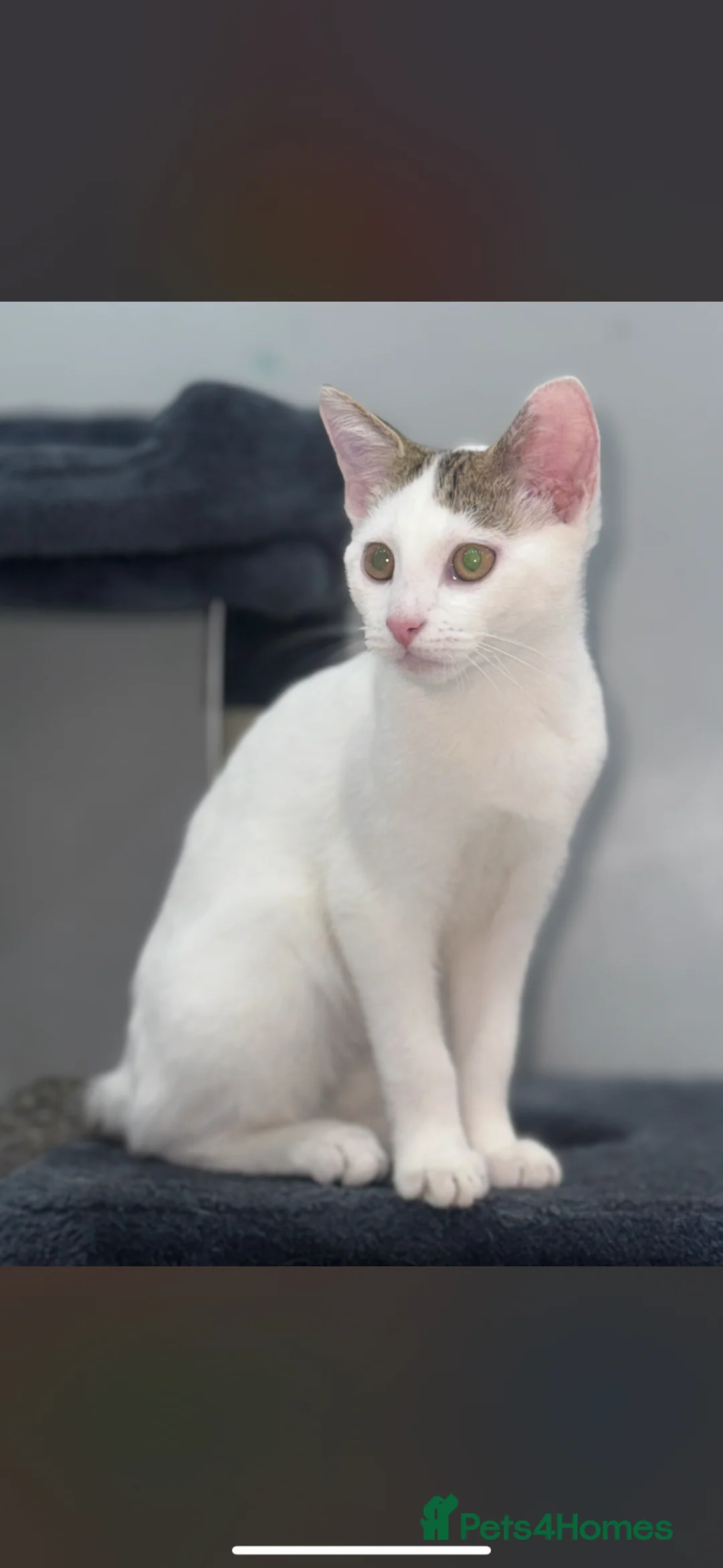 Mixed Breed cats for sale: Mixed tabby kittens!  - Advert 2