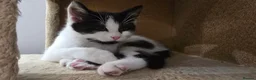 Turkish Angora cats for sale: 5 wonderful fur babies (4girls,1boy) in London - Advert 2