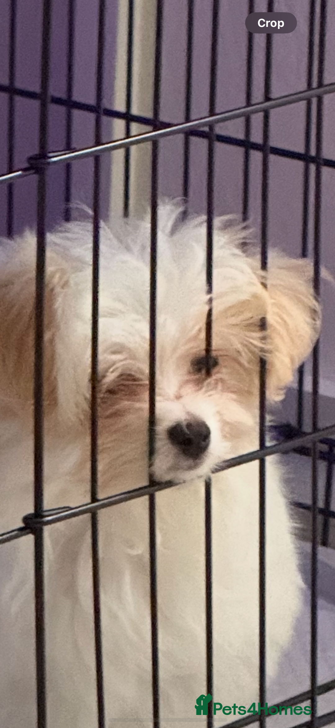 Maltese dogs for sale: Maltese puppies Honey and Skye - Image 4