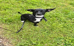 Mixed Breed dogs for sale: Waffle & pippa - Image 1