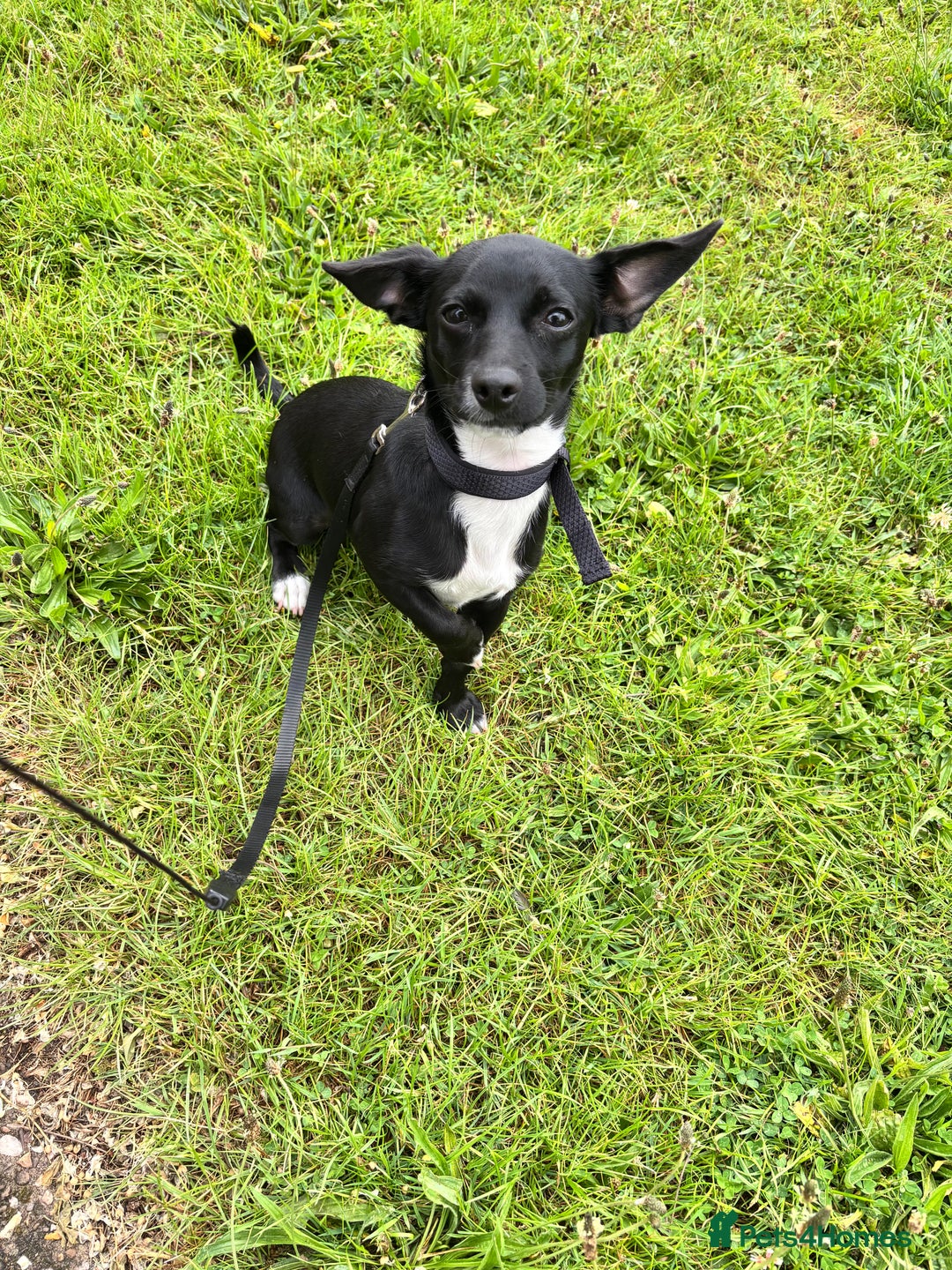 Mixed Breed dogs for sale: Waffle & pippa - Image 1