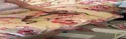 Corn Snake reptiles for sale: Female corn snake  - Advert 2