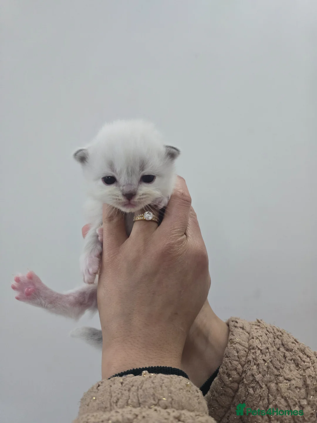 Ragdoll cats for sale: Stunning European bloodline kittens - Advert 22