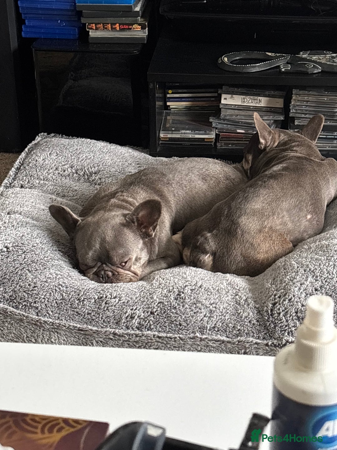 French Bulldog dogs for sale: Two bonded French Bulldogs  - Advert 1