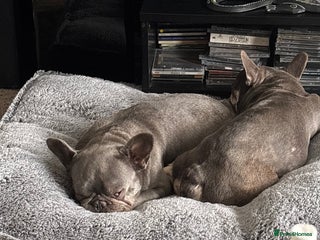 French Bulldog dogs Two bonded French Bulldogs - Advert 1