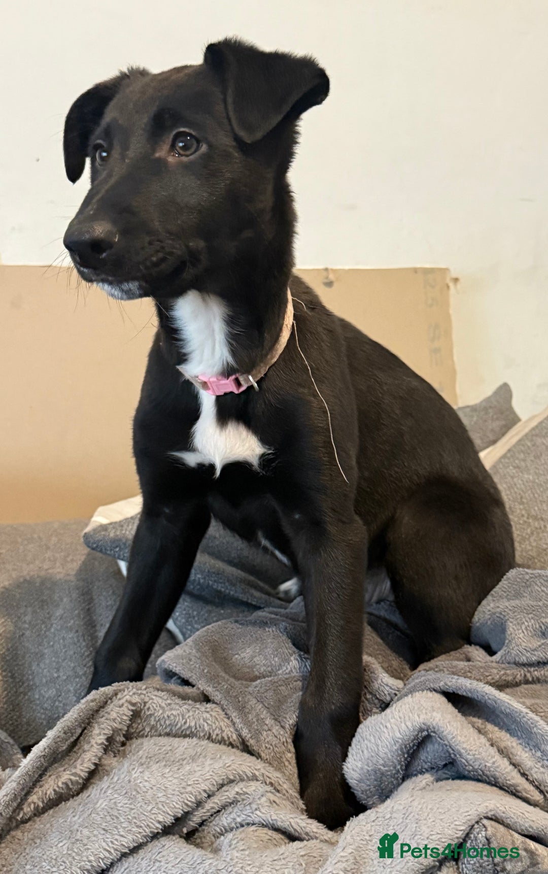 Lurcher dogs for sale: 2 LEFT!!! First cross Border collie x Greyhound - Advert 6