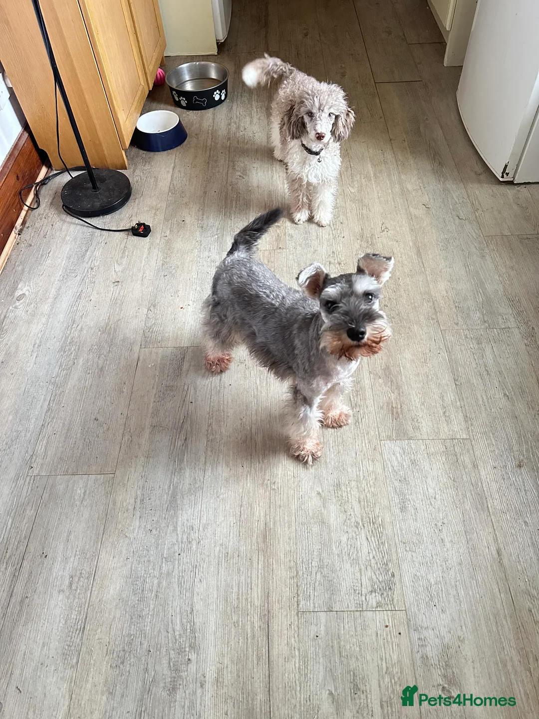 Mixed Breed dogs for sale: Rare Toy Schnoodles  - Advert 2