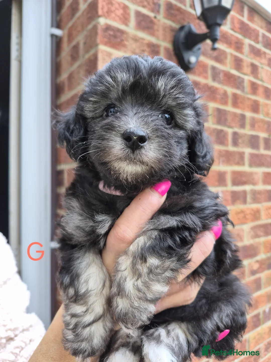 Maltipoo dogs for sale: F1 generation Maltipoo's - Advert 9