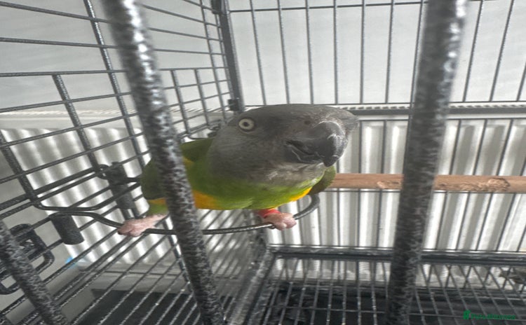 Parrots birds - Advert 15
