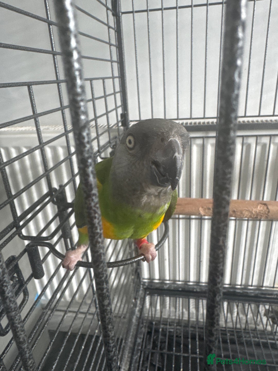Parrots birds for sale: Senegal parrot  - Image 1