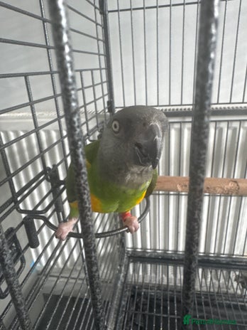 Parrots birds - Advert 9