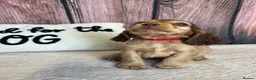 Cocker Spaniel dogs for sale: Show Type English Cocker Spaniel Puppies for sale  - Advert 2