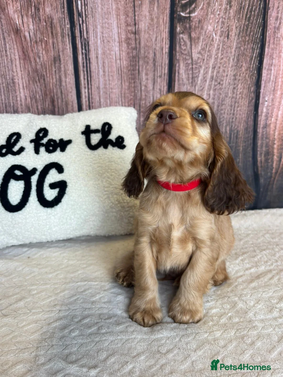 Cocker Spaniel dogs for sale: Show Type English Cocker Spaniel Puppies for sale  - Advert 2