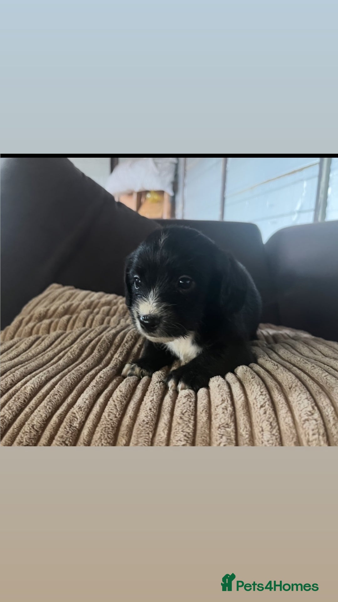 Mixed Breed dogs for sale: Pups for sale  - Image 2