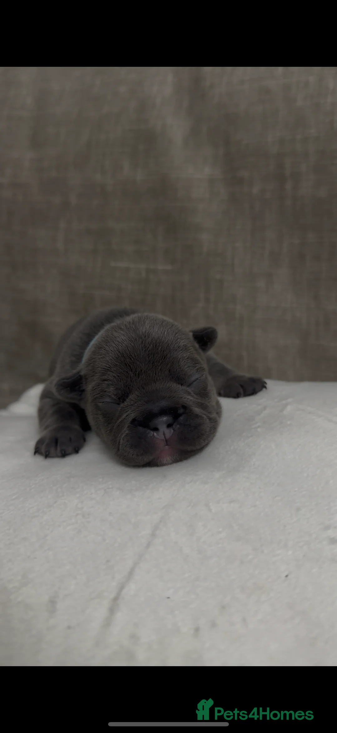 French Bulldog dogs for sale: French bull dog puppies ONLY 2 MALES LEFT - Advert 8