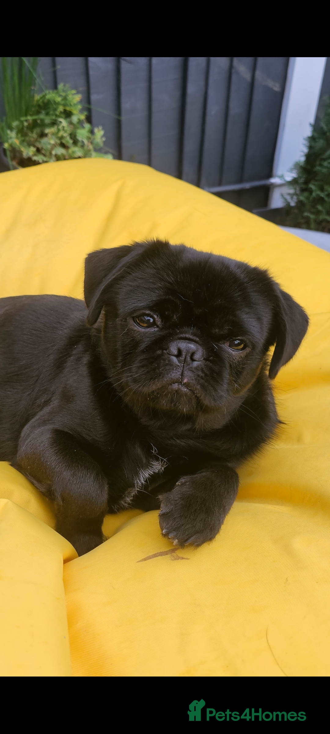 Pug dogs for stud: Fluffy pug for Stud - Image 9